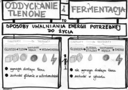 Klasa 5 - Oddychanie tlenowe i fermentacja - szarość