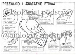 Ptaki - przegląd i znaczenie - klasa 6 - sketchnotka