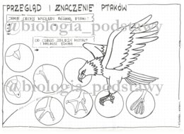 Klasa 6 - Ptaki - przegląd i znaczenie - KP