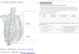Rola i budowa szkieletu osiowego - część 2 - KP