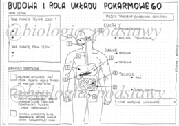 Klasa 7 - Budowa i rola układu pokarmowego - sketchnotka