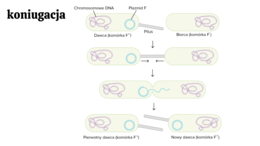 Zmienność organizmów KLASA 4 ROZSZERZENIE BIOLOGIA