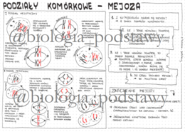 Klasa 8 - podziały komórkowe - mejoza - sketchnotka
