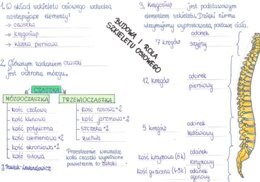 Rola i budowa szkieletu osiowego - część 1 - sketchnotka