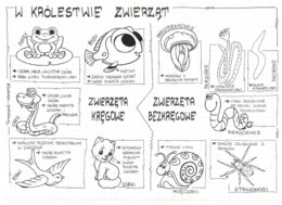 Klasa 6 - W królestwie zwierząt - sketchnotka