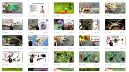 Prezentacja multimedialna w genial.ly „Cechy stawonogów” – do edycji i pobrania – biologia klasa VI, dział III – temat 1