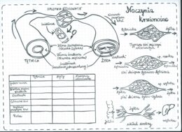 Naczynia krwionośne, sieci naczyń włosowatych