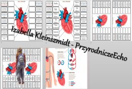 Notatka okienkowa „Budowa serca”. Biologia 7. „Układ krwionośny”