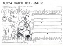 Klasa 7 - Budowa układu oddechowego - KP