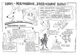 Ssaki - klasa 6 - gotowa sketchnotka