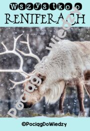 Zima - Wszystko o reniferach