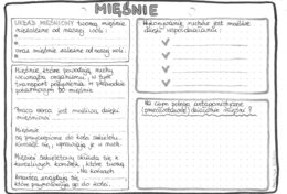 Układ mięśniowy - klasa 7 - szarość