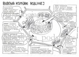 Klasa 5 - Budowa komórki roślinnej - uzupełniona sketchnotka
