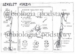 Klasa 7 - Szkielet kończyn i ich obręczy - sketchnotka