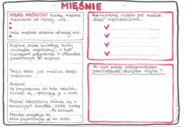 Układ mięśniowy - klasa 7 - kolor