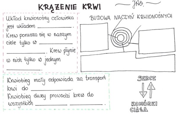 Krążenie krwi (karta pracy)
