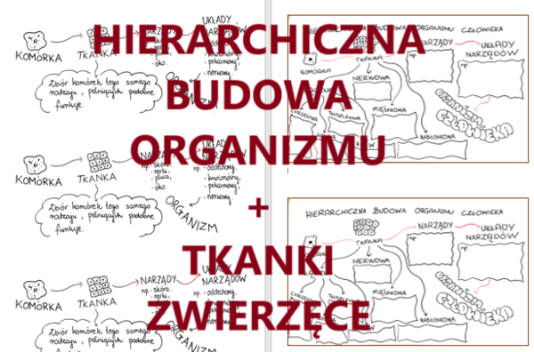 Hierarchiczna budowa organizmu + tkanki zwierzęce - wklejka