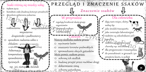 Sketchnotka/notatka do tematu „Przegląd i znaczenie ssaków”
