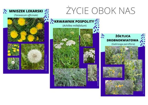 Rośliny obok nas cz.1