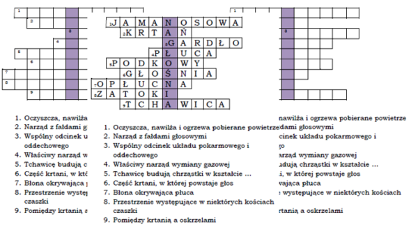 Logogryf na podsumowanie lekcji Budowa i rola układu oddechowego