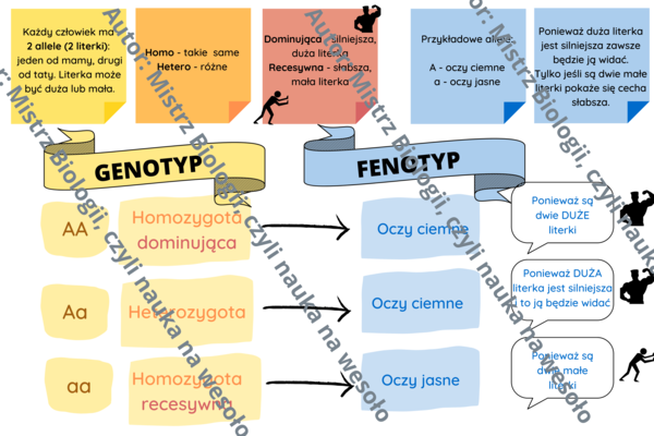 Wstęp do zadań z genetyki