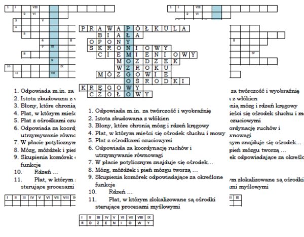 Ośrodkowy układ nerwowy - logogryf dla klasy 7
