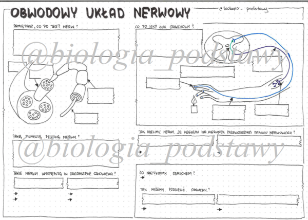 Klasa 7 - Obwodowy układ nerwowy - sketchnotka