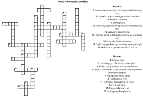 Krzyżówka - układ krwionośny