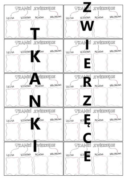 TKANKI ZWIERZĘCE - MINI WKLEJKA