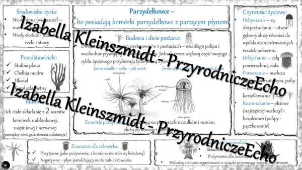 Sketchnotka - notatka „Parzydełkowce – najprostsze zwierzęta tkankowe” wykonana w power point do edycji. Biologia 6; „Od parzydełkowców do pierścienic”