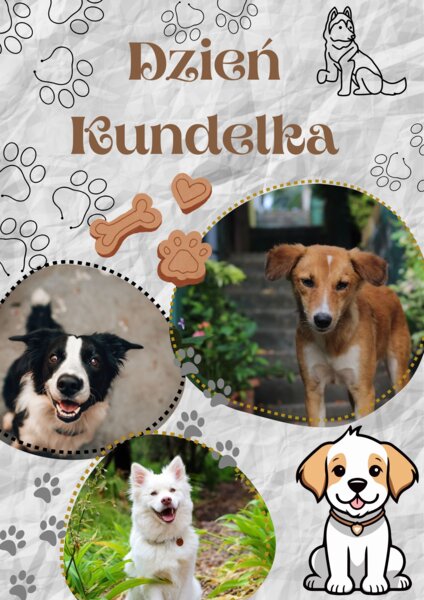 Dzień kundelka - plakat
