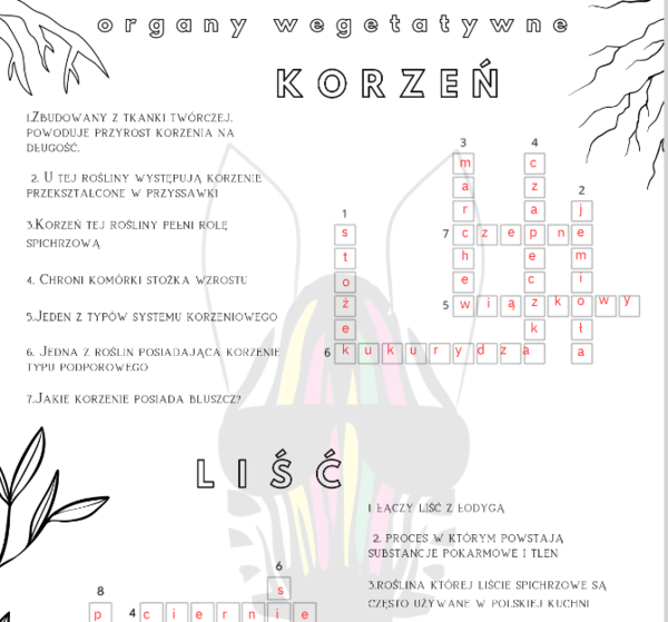 Krzyżówka - organy wegetatywne