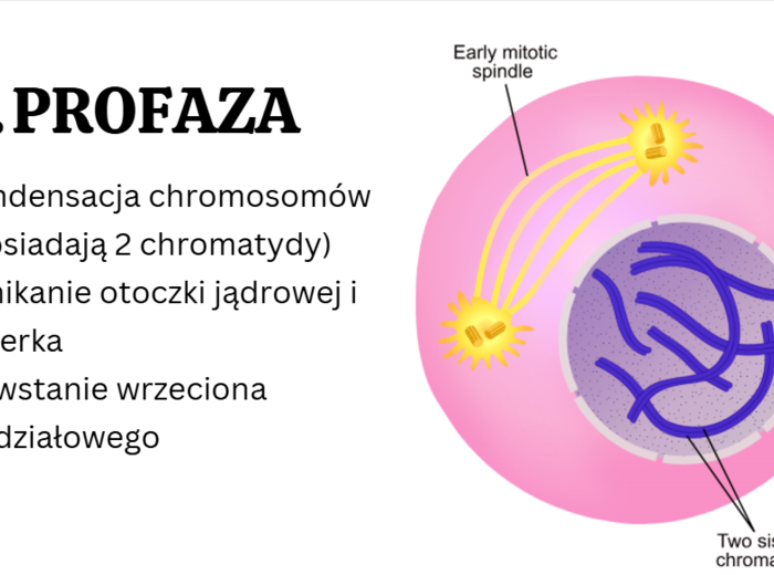 Komórka - podstawowa jednostka życia 1 KLASA ROZSZERZENIE BIOLOGIA