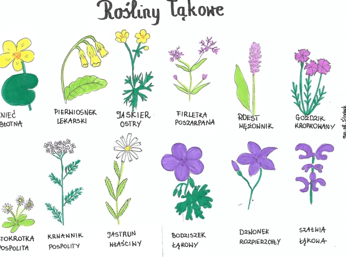 Rośliny łąkowe
