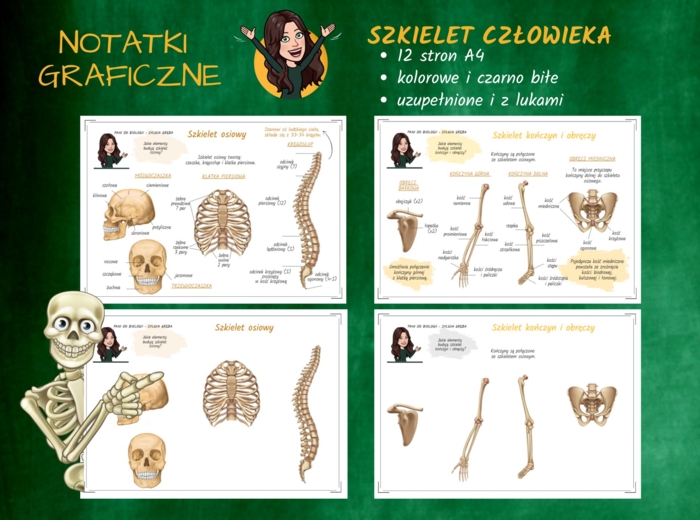 Notatki graficzne BIOLOGIA - Szkielet człowieka (dostępny do połowy października)