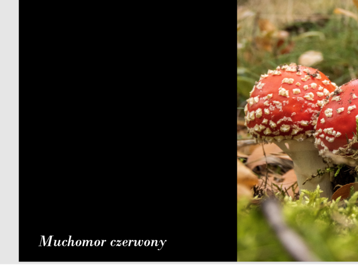 43 GATUNKI GRZYBÓW - PREZENTACJA ZDJĘCIOWA