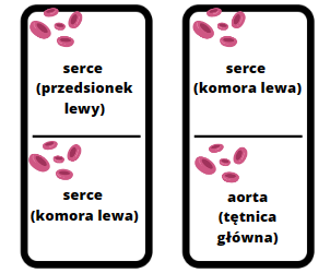 Domino układ krwionośny (obieg krwi)