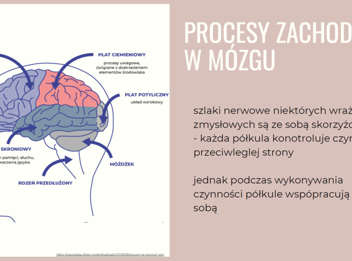 Układ nerwowy 3 KLASA ROZSZERZENIE BIOLOGIA