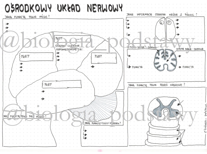 Klasa 7 - Ośrodkowy układ nerwowy