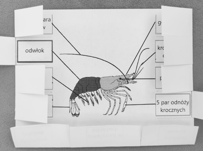 Skorupiaki - okienkowa notatka
