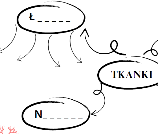 Rodzaje tkanek zwierzęcych-schemat