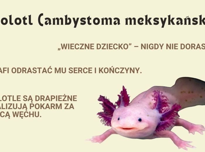 Zwierzęta rekordziści - najszybsze, największe, najdziwniejsze - prezentacja pdf