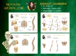Notatki graficzne BIOLOGIA - Szkielet człowieka (dostępny do połowy października)