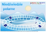 Niedźwiedzie polarne – gra planszowa