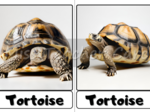 Flashcards - Animals - Pets