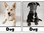 Flashcards - Animals - Pets