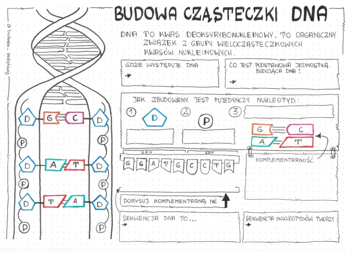 Klasa 8 - Budowa DNA - karta pracy