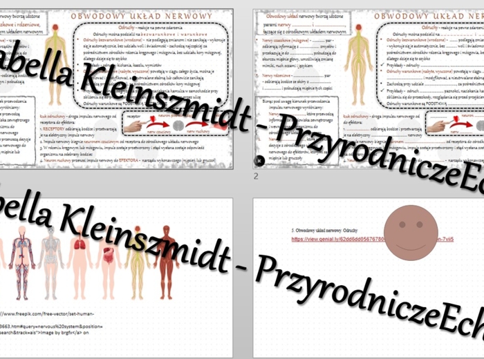 Minizestaw na temat „Obwodowy układ nerwowy. Odruchy” – sketchnotka + karta pracy w power point + gratisowy link do prezentacji multimedialnej niekomercyjnej wykonanej w genial.ly do indywidualnego pobrania i użycia do celów niekomercyjnych. Biologia 7, 