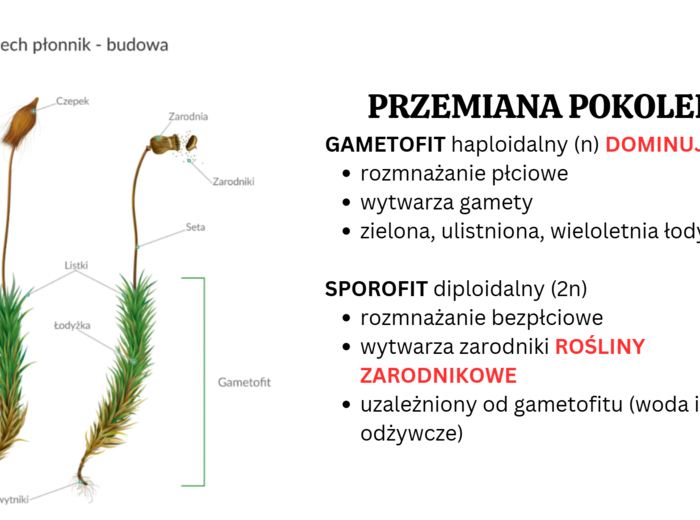 mchy + paprotniki 2 KLASA BIOLOGIA ROZSZERZONA
