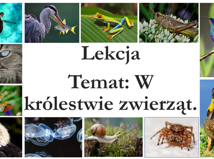 Klasa 6 - W królestwie zwierząt - prezentacja